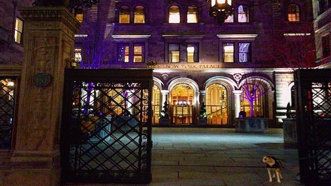 DogFriendly Hotels in New York City Paste